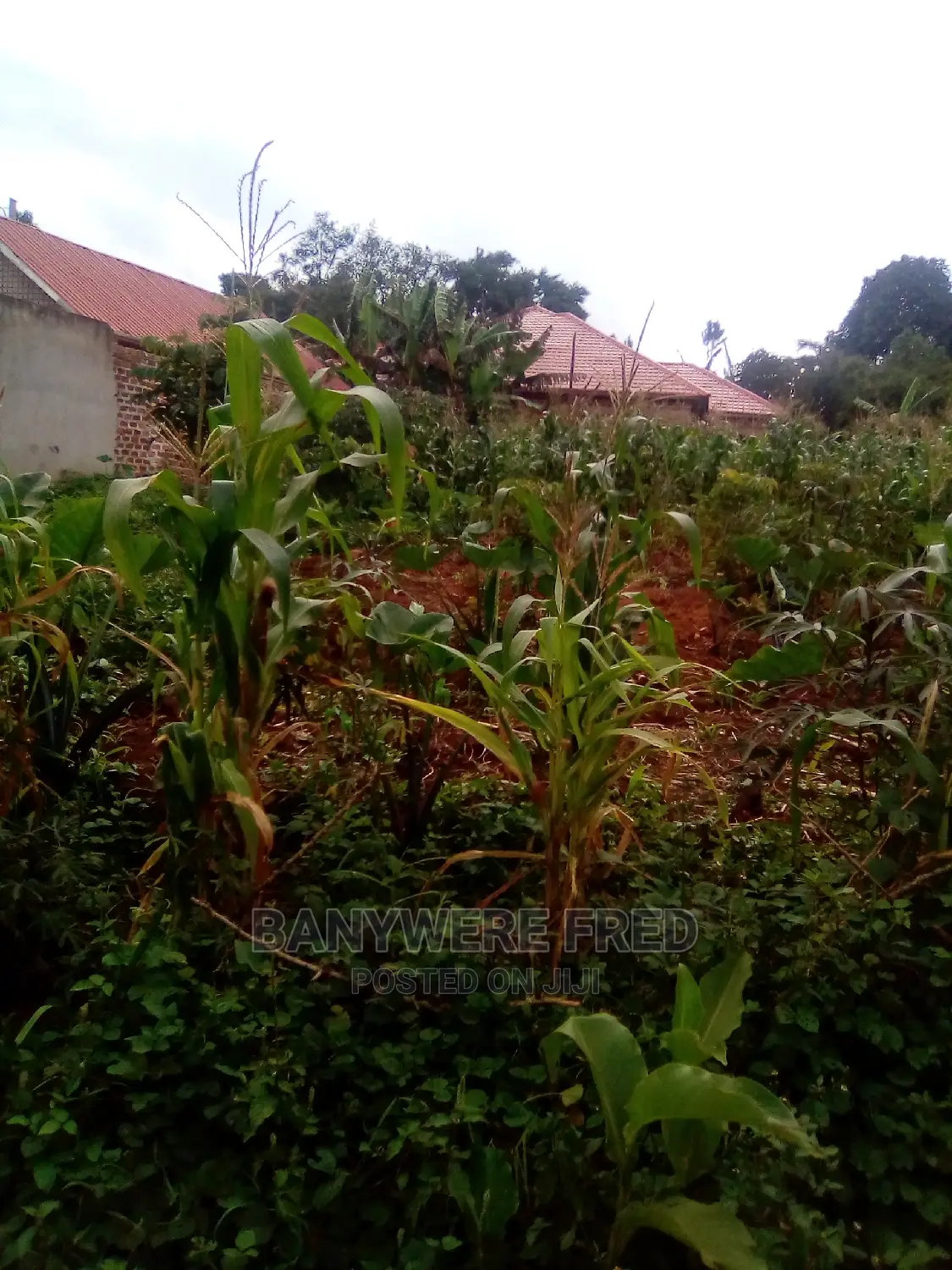 50/100 Plot for Sale in Kagaala Centre in Bukerere