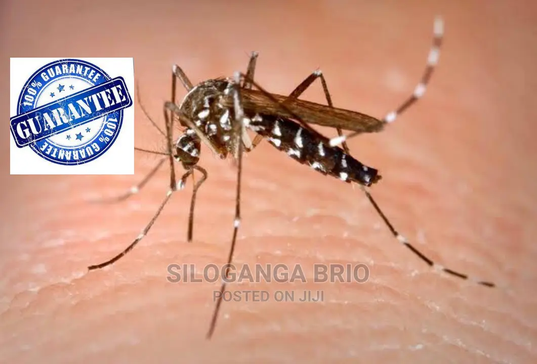 No Smell , 6months Plus , No Mosquito