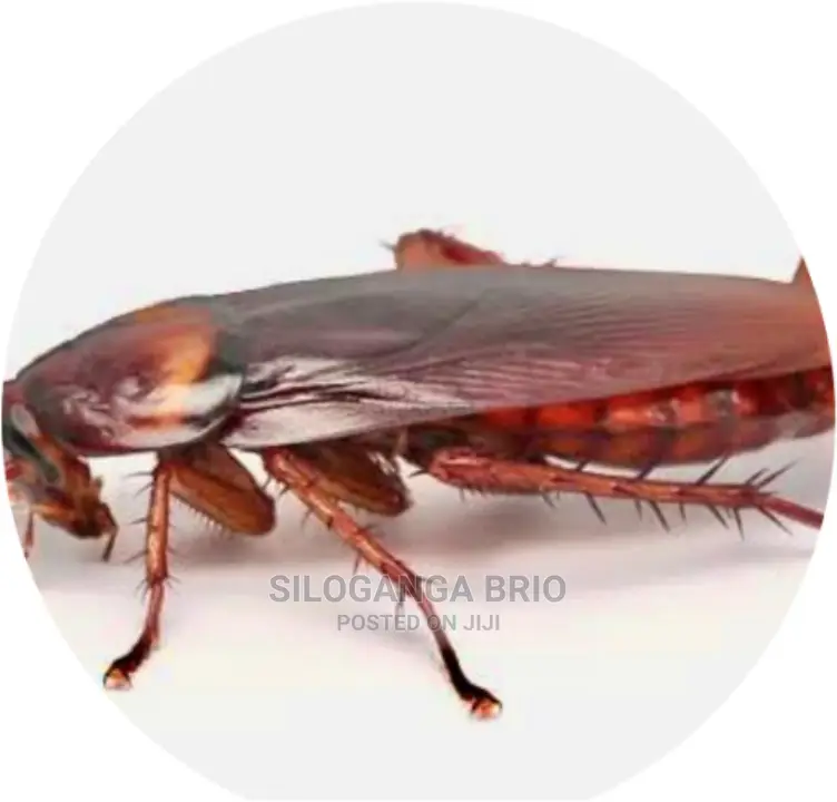 Cocoroach Effective Guaranteed Fumigation
