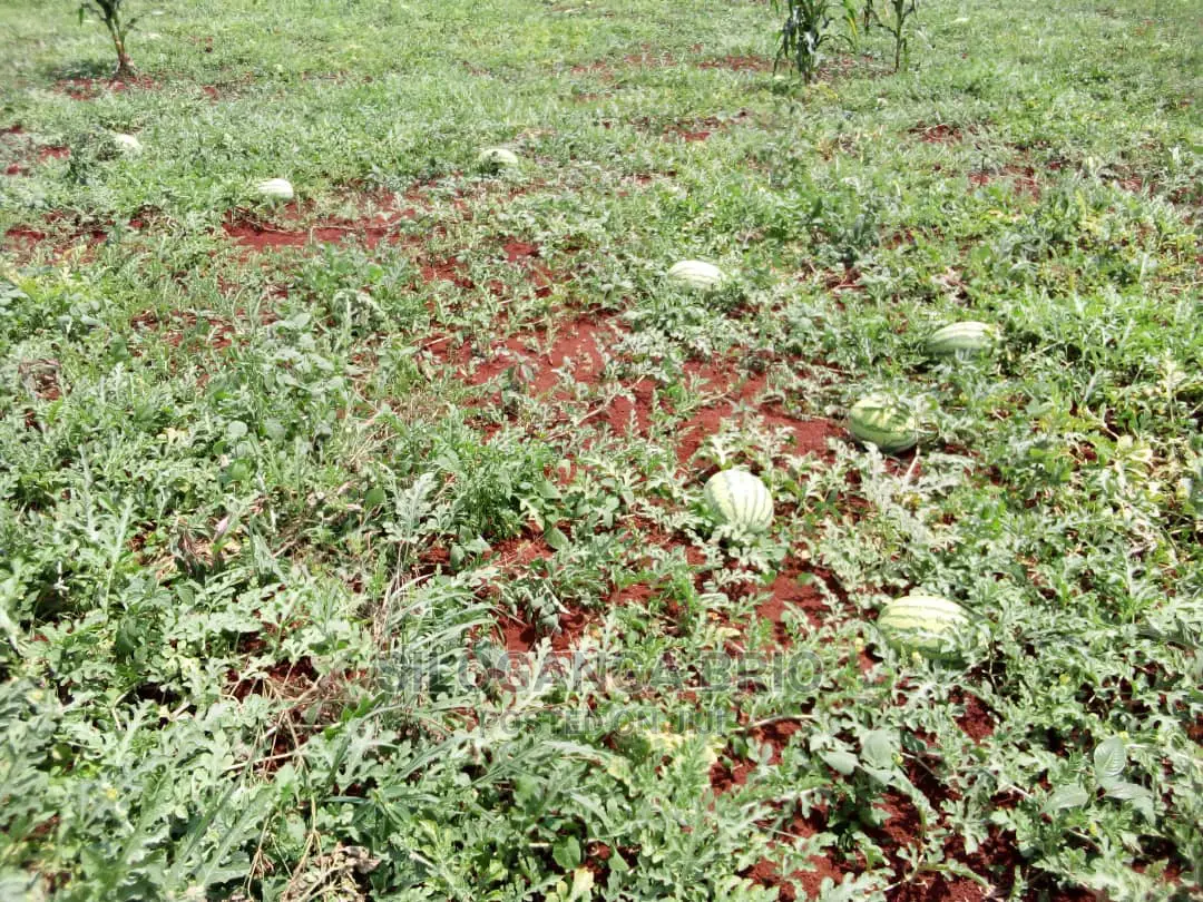 Agronomist