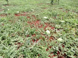 Agronomist