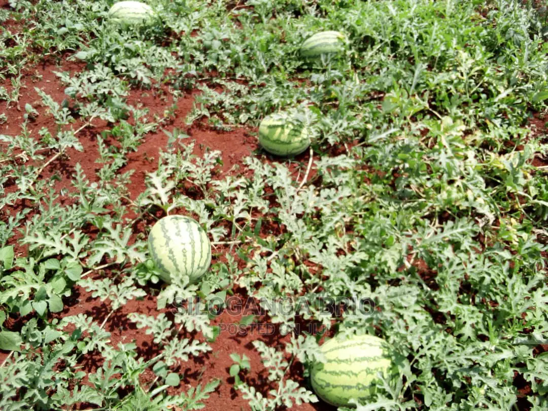 Agronomist