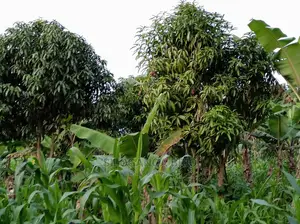Agronomist
