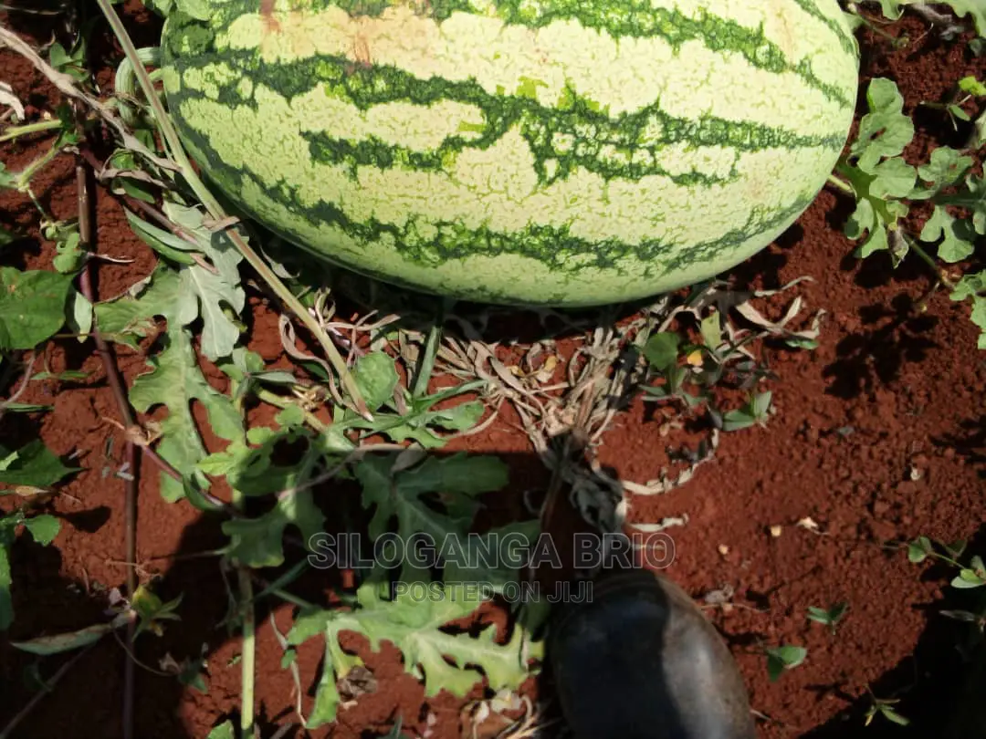Agronomist