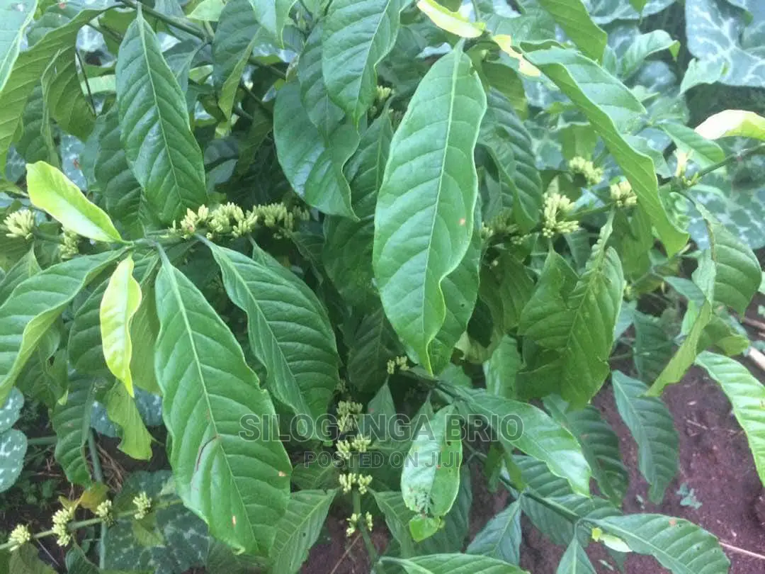 Agronomist