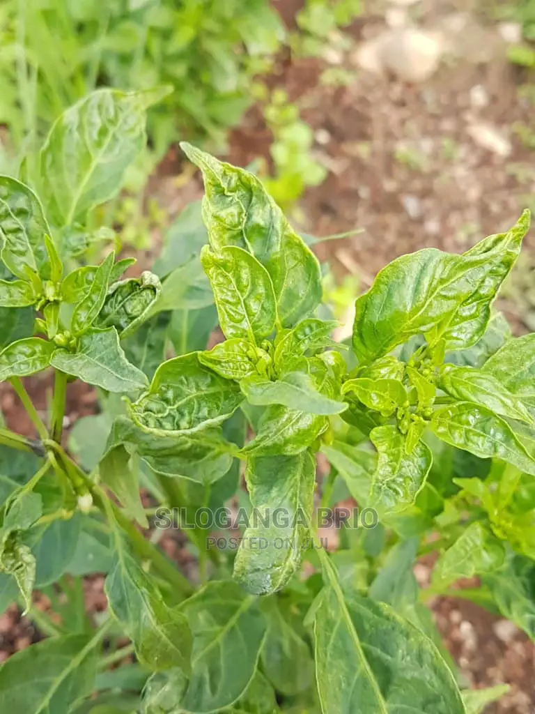 Agronomist