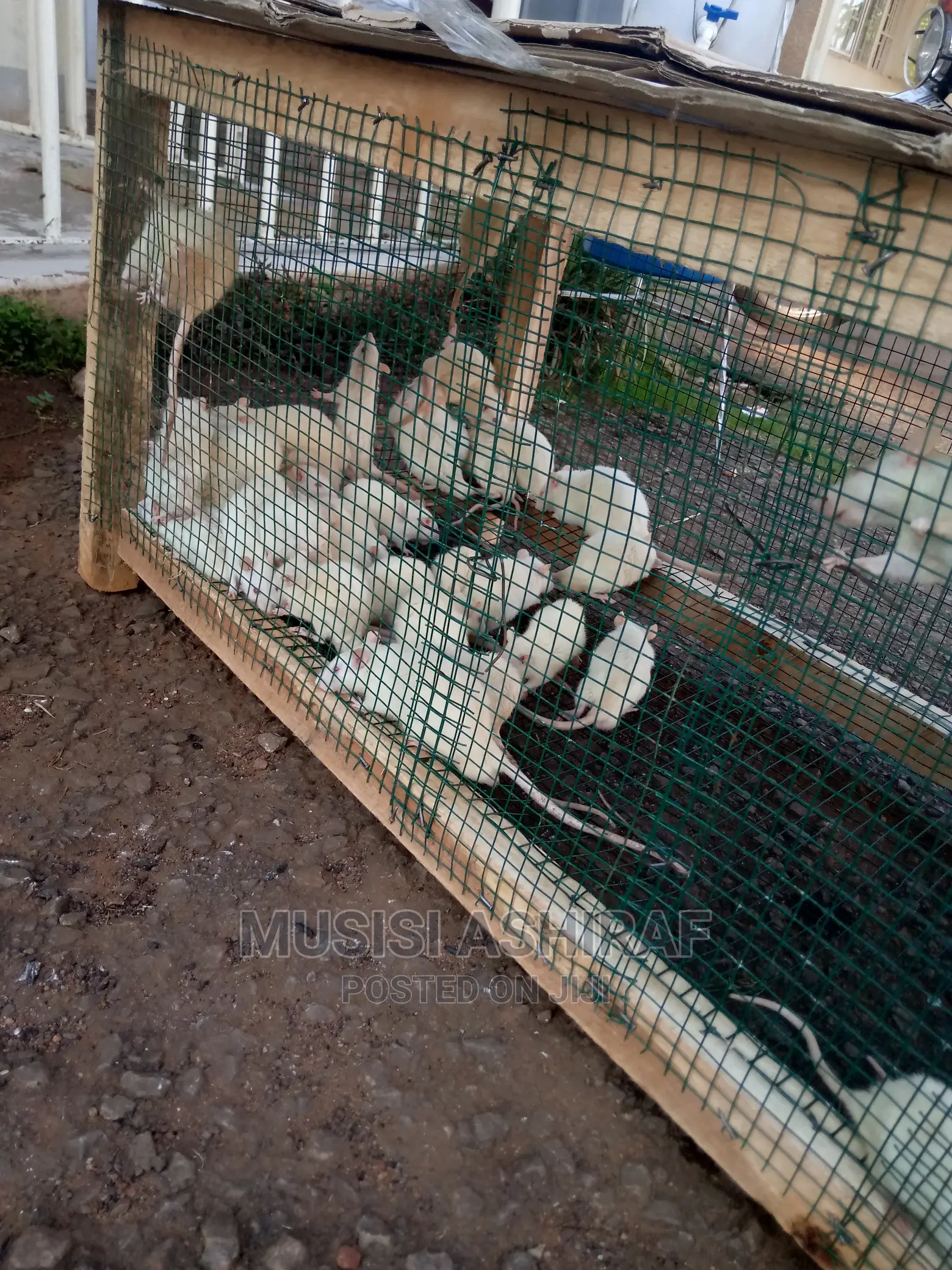 Exotic Rats