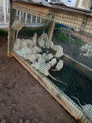 Exotic Rats
