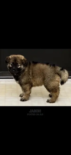 3-6 Month Male Mixed Breed Caucasian Shepherd