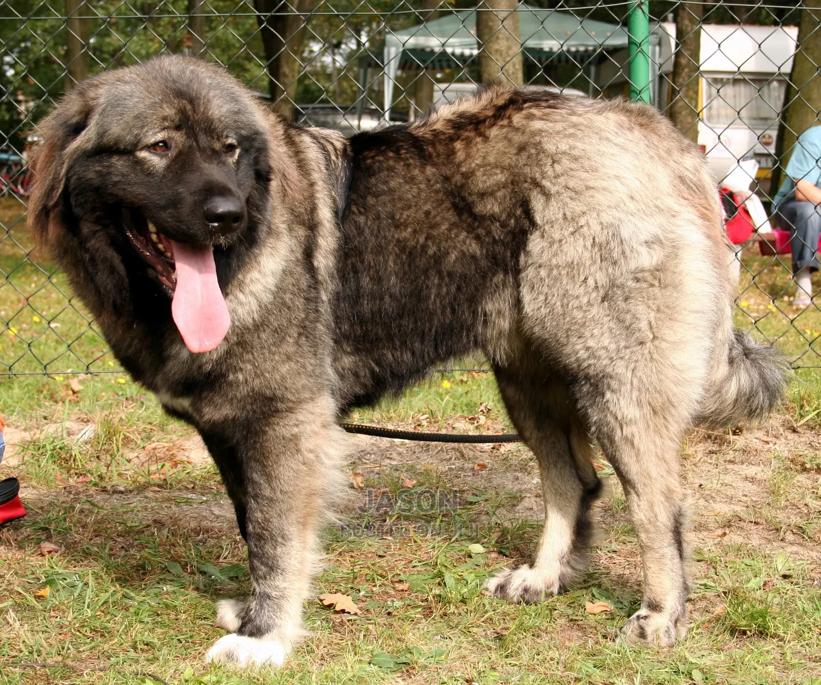 3-6 Month Male Mixed Breed Caucasian Shepherd