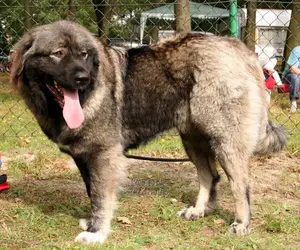 3-6 Month Male Mixed Breed Caucasian Shepherd