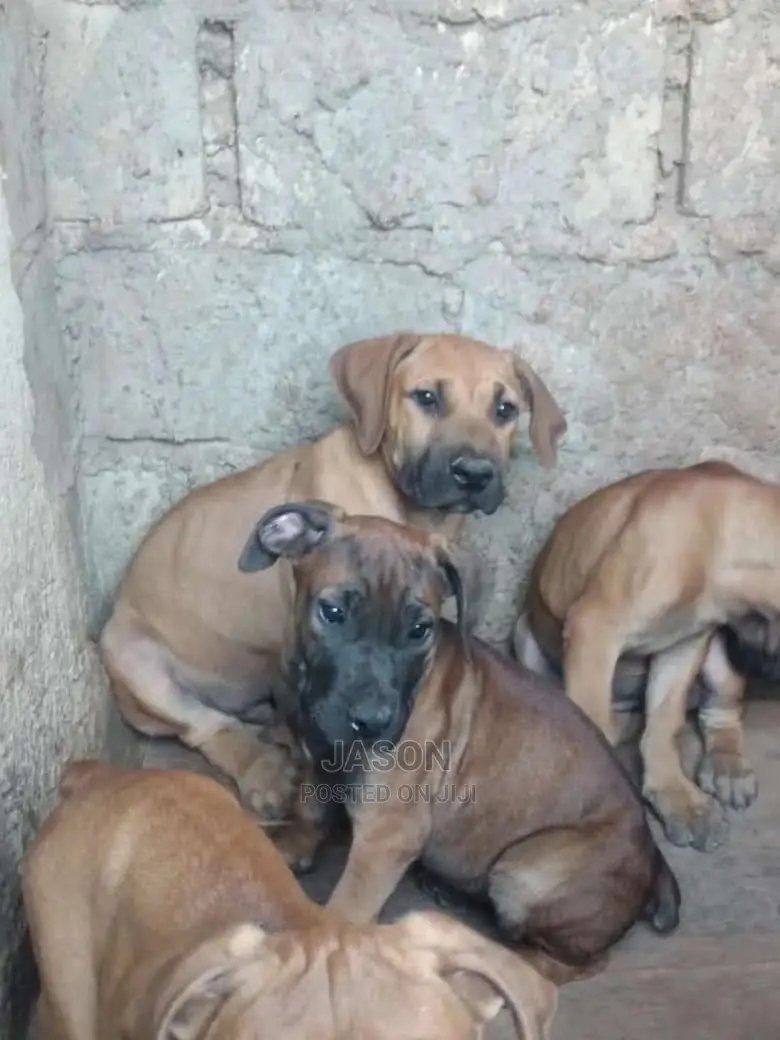 3-6 Month Female Purebred Boerboel
