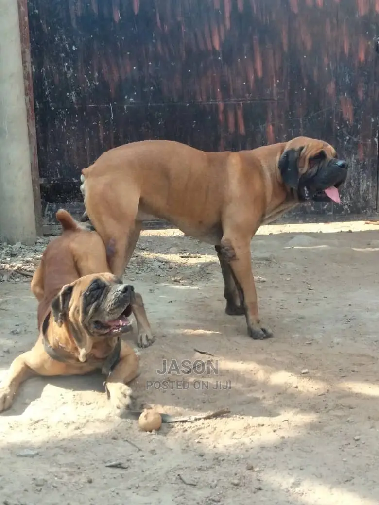 3-6 Month Female Purebred Boerboel