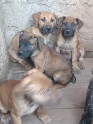 3-6 Month Female Purebred Boerboel