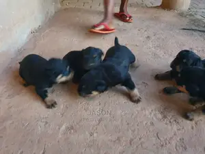 1-3 Month Female Purebred Rottweiler