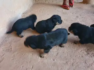 1-3 Month Female Purebred Rottweiler