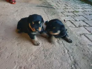 1-3 Month Female Purebred Rottweiler