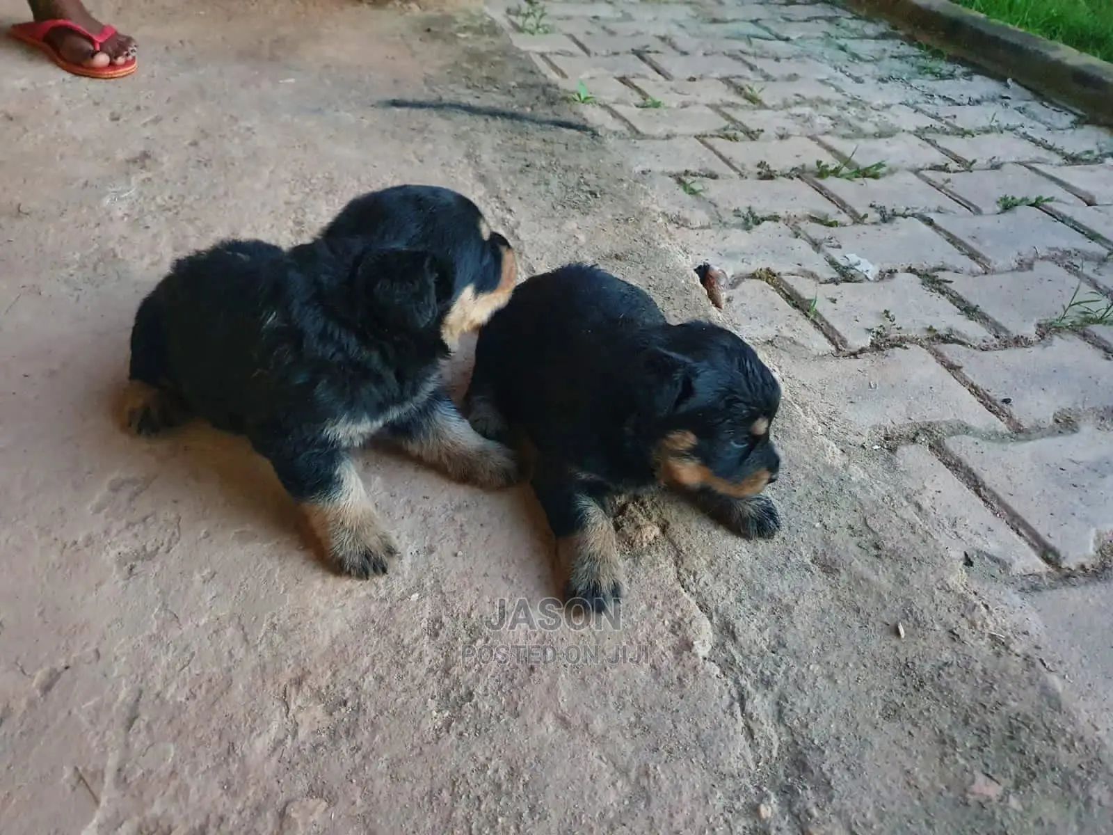 1-3 Month Female Purebred Rottweiler