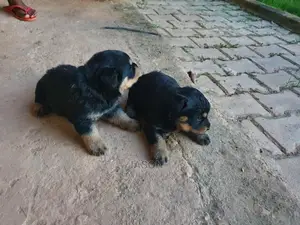 1-3 Month Female Purebred Rottweiler