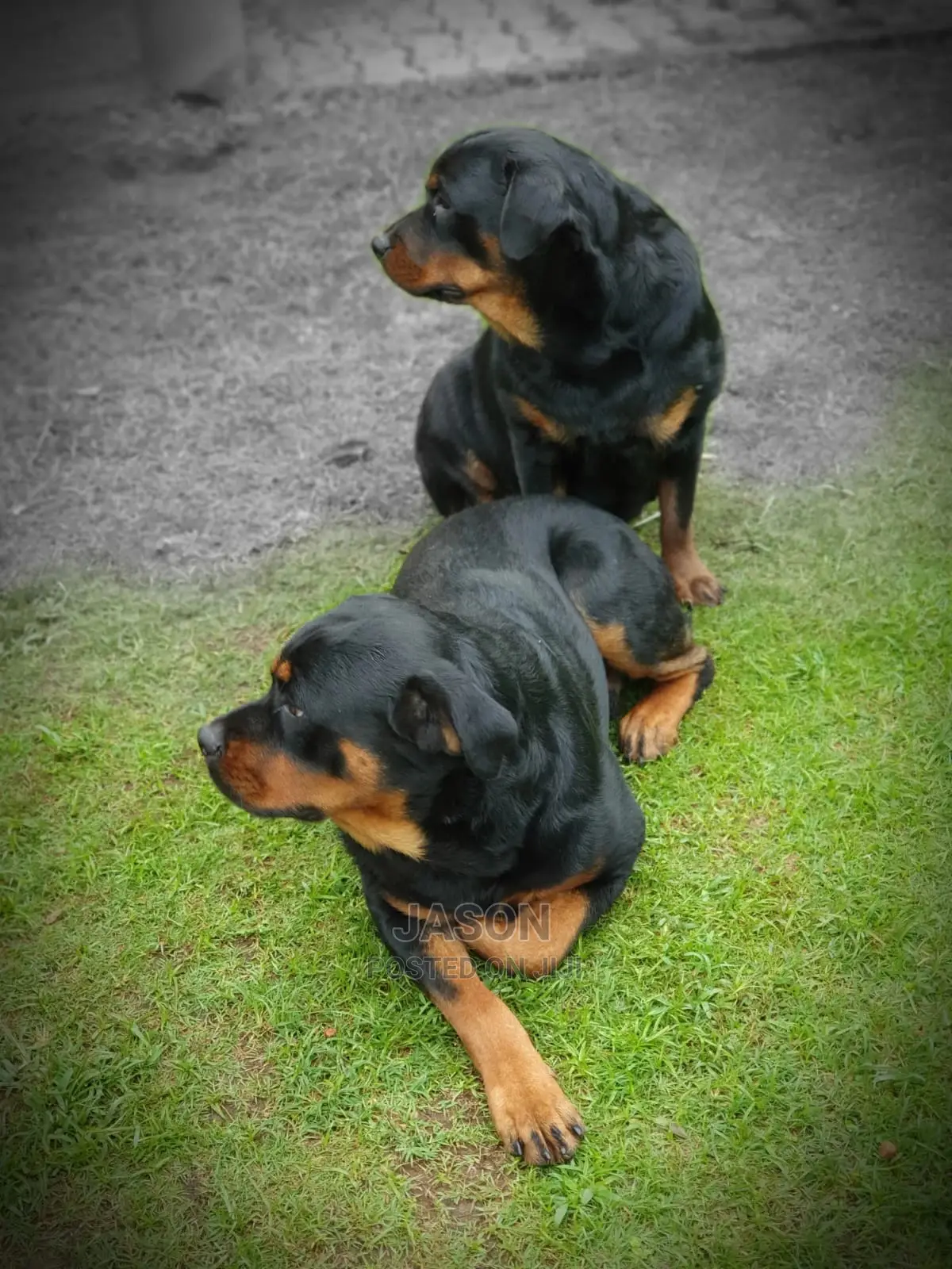 1-3 Month Female Purebred Rottweiler