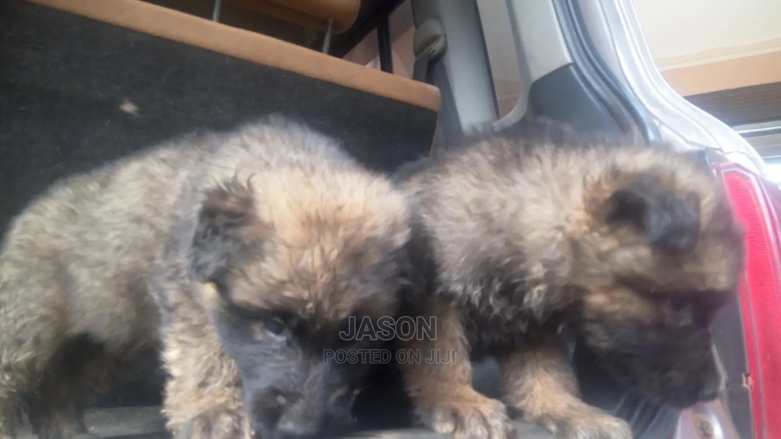 1-3 months Male Purebred Caucasian Shepherd