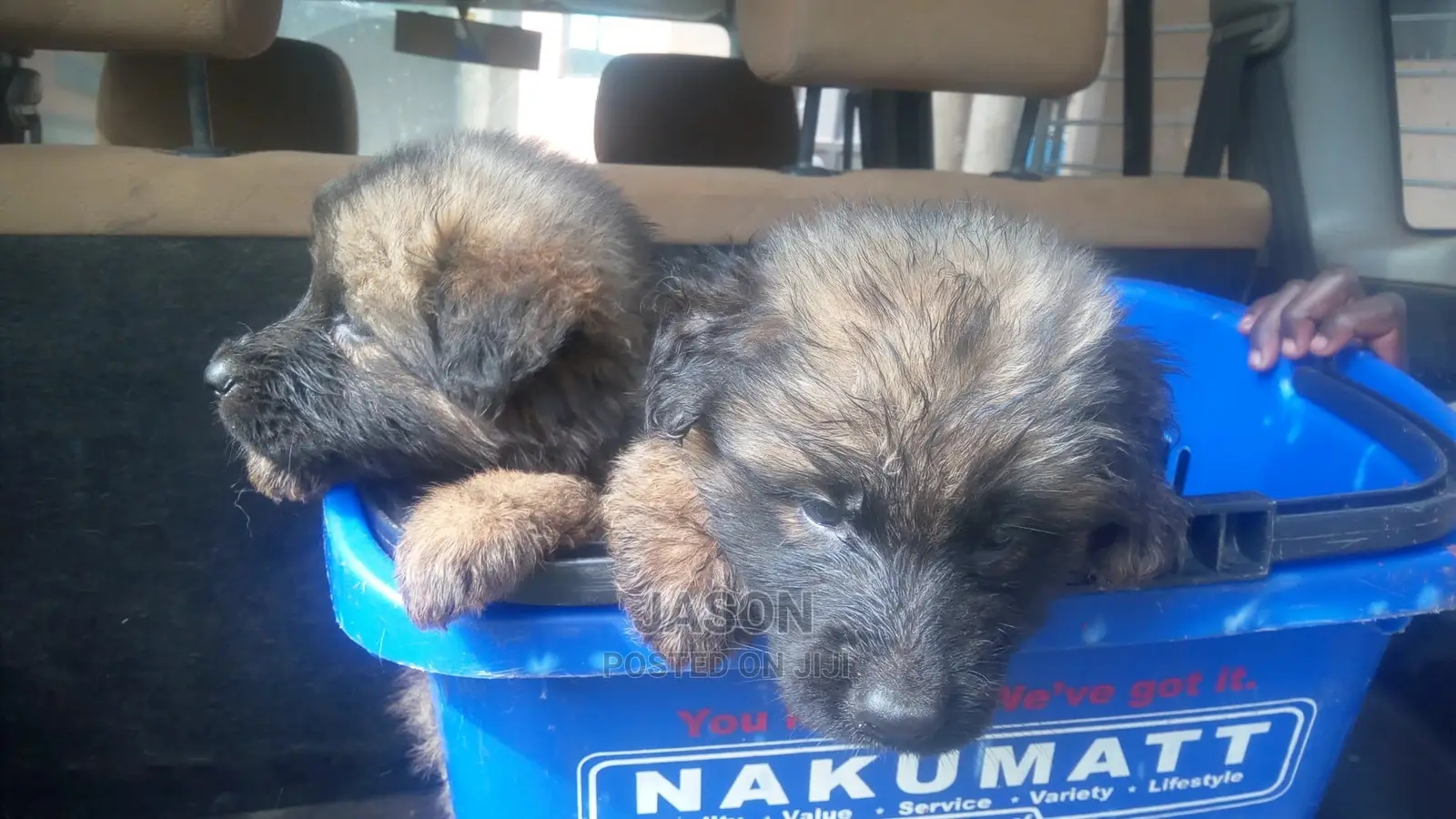 1-3 months Male Purebred Caucasian Shepherd