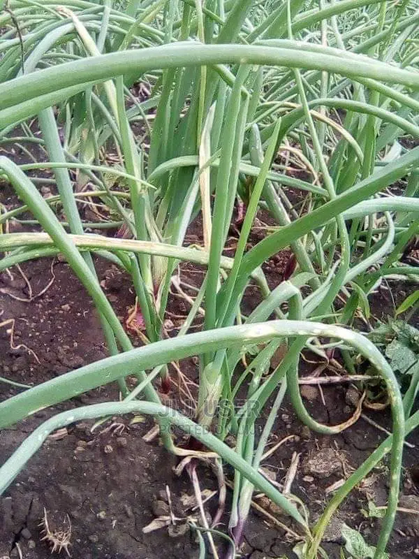 Onions Sales Fresh and Dry