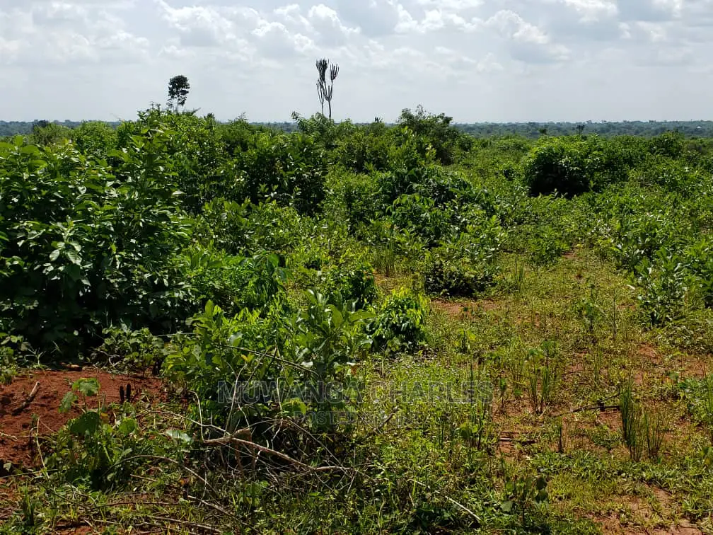 Plots Is Available for Sale Bombo Ndejje
