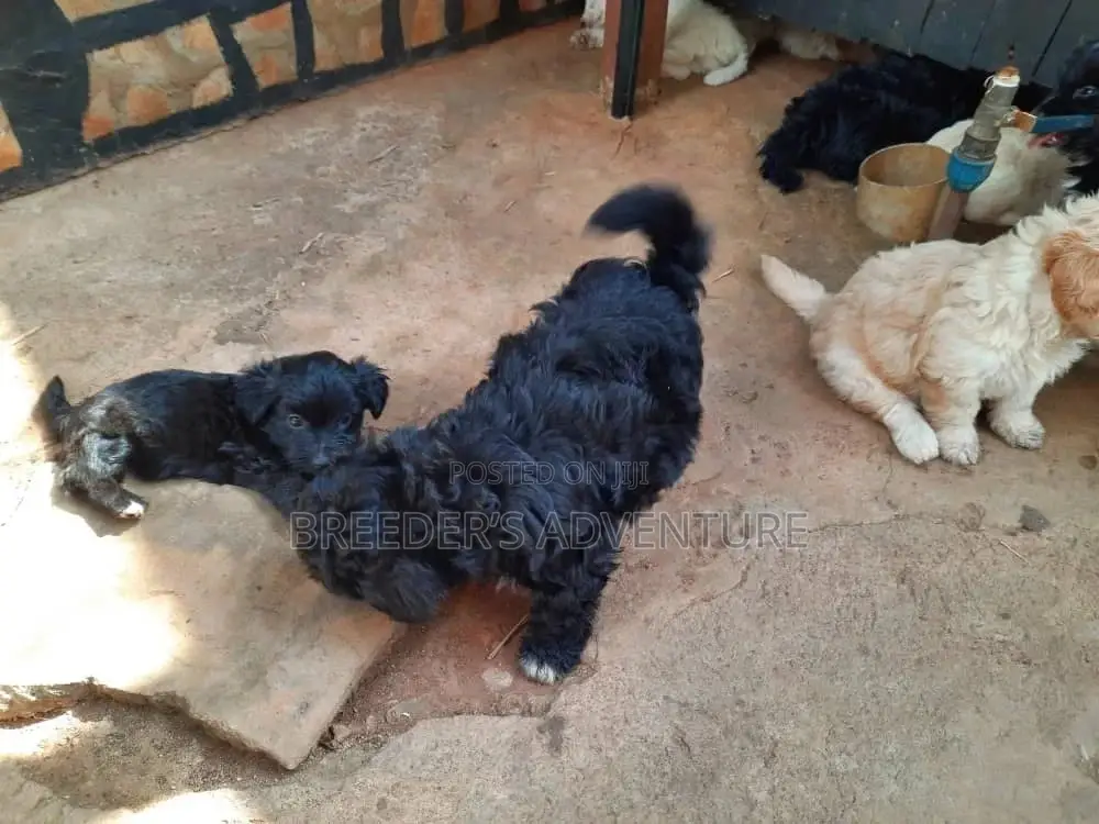 3-6 Month Male Purebred Maltese