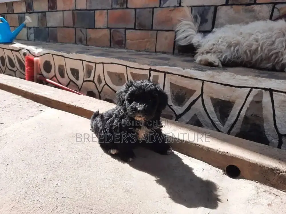 3-6 Month Male Purebred Maltese