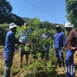 Compound Gardening and Maintenance
