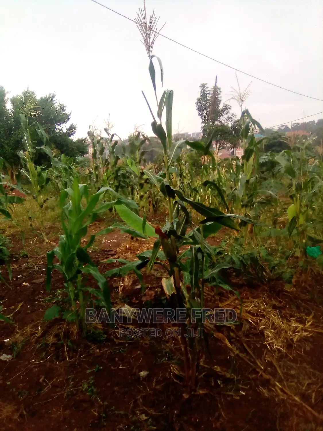 Acre of Land for Sale in Namuyenje Near Kyetume Mukono