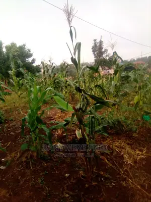 Acre of Land for Sale in Namuyenje Near Kyetume Mukono