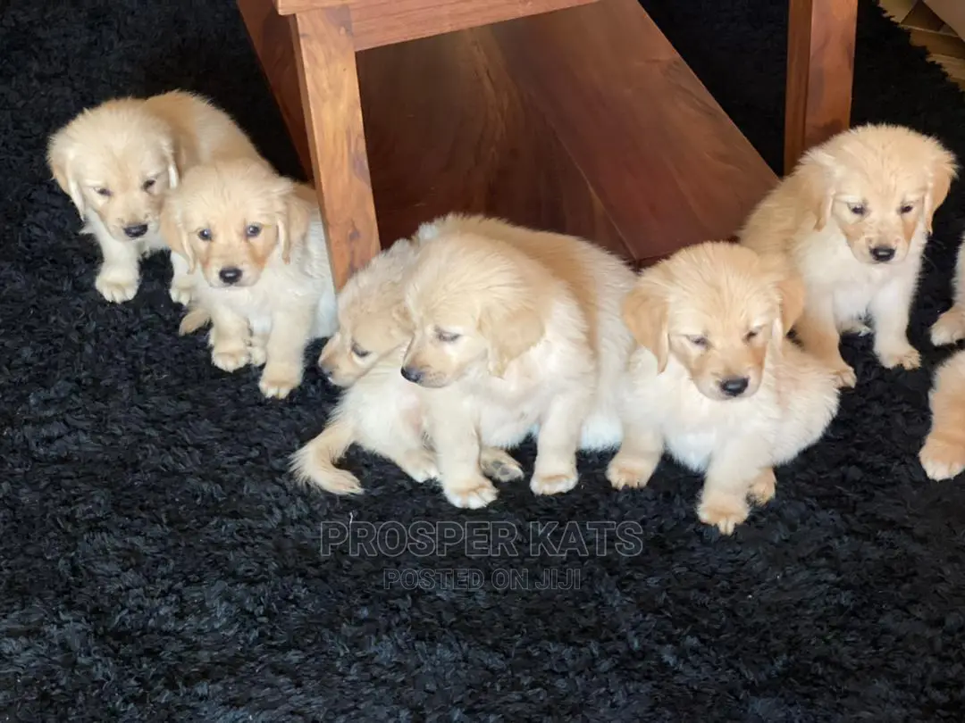 1-3 months Female Purebred Golden Retriever