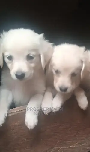 1-3 months Female Purebred Golden Retriever