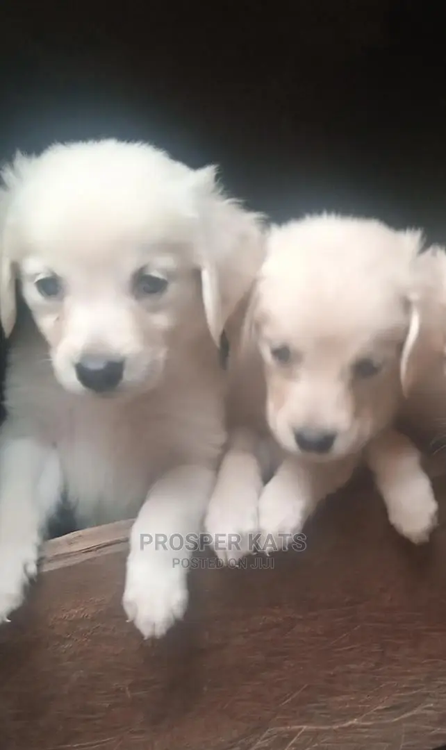 1-3 months Female Purebred Golden Retriever