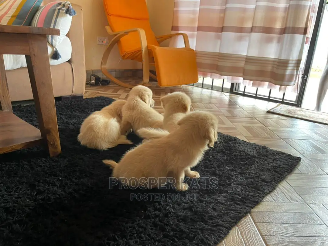 1-3 months Female Purebred Golden Retriever