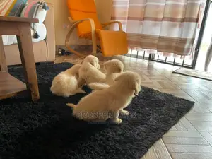 1-3 months Female Purebred Golden Retriever