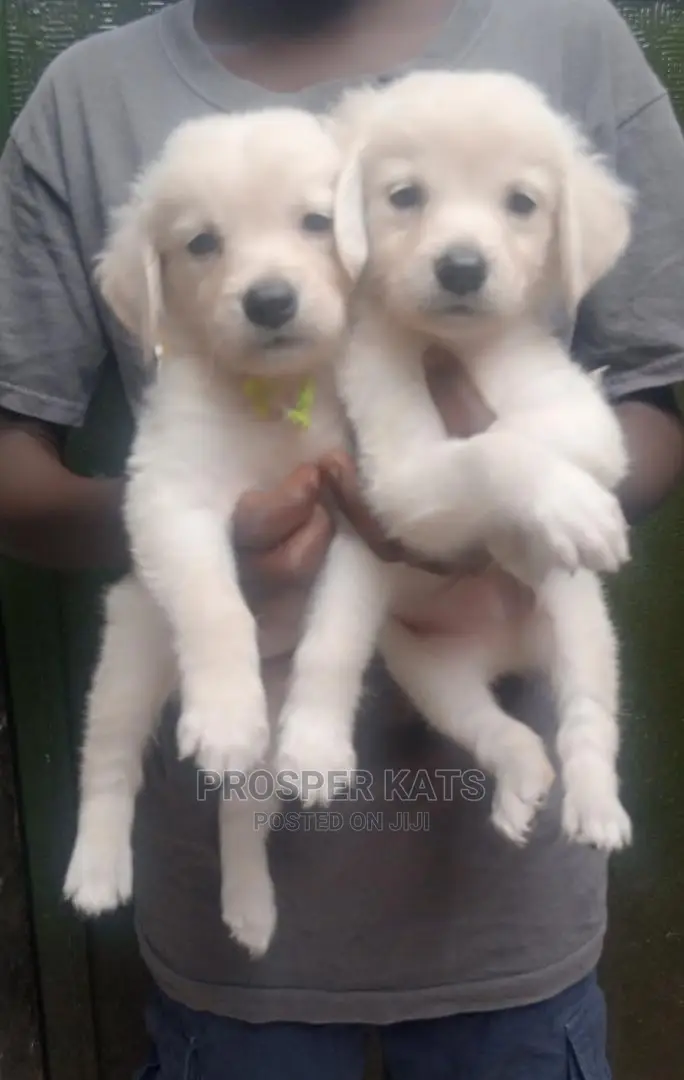 1-3 months Female Purebred Golden Retriever