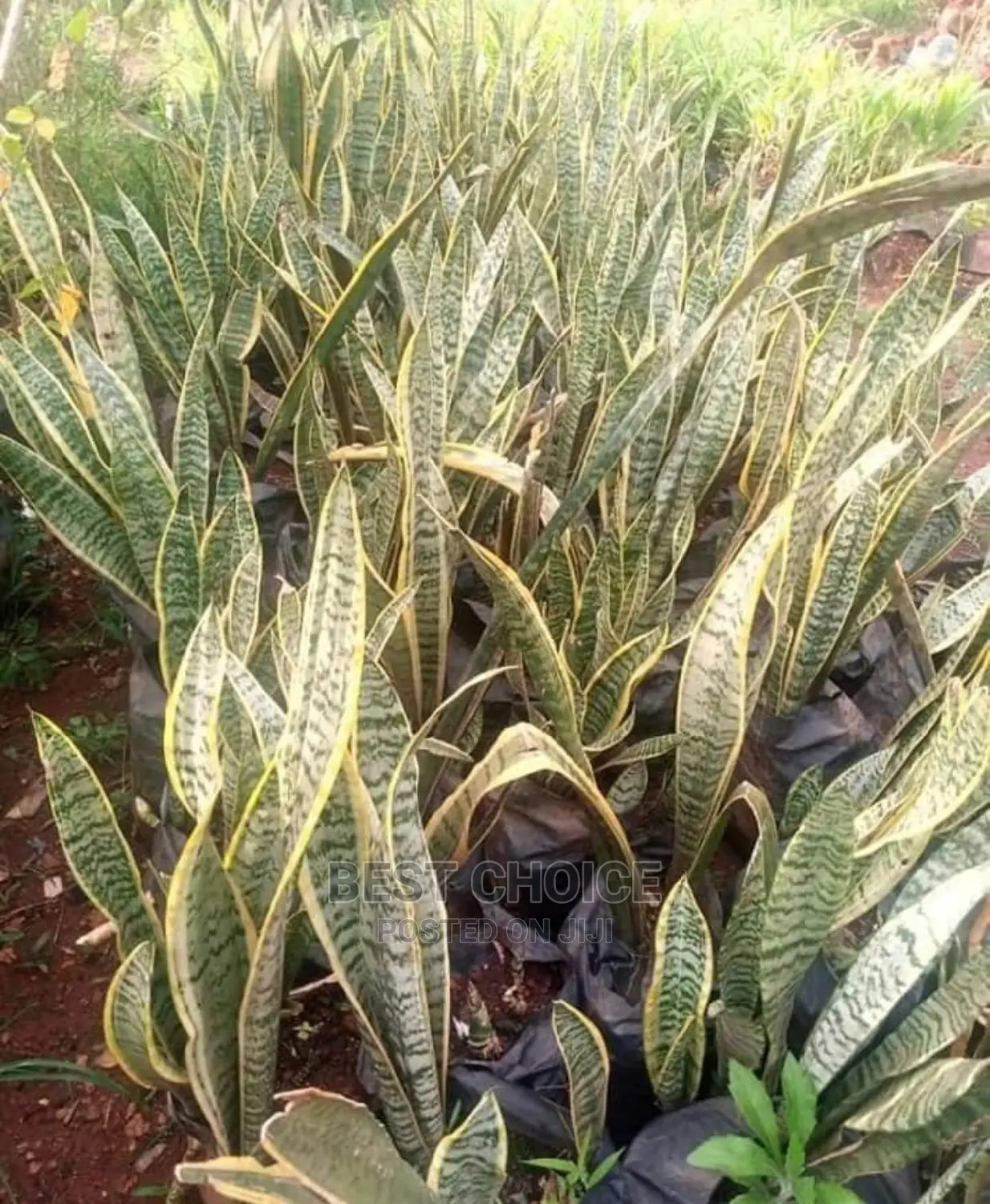 Land Scarping,Flowers,Plants,Grass,Pots,Paves Replacement.