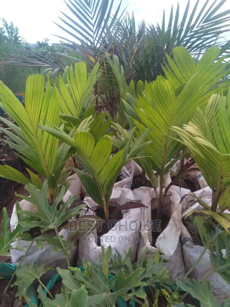 Land Scarping,Flowers,Plants,Grass,Pots,Paves Replacement.