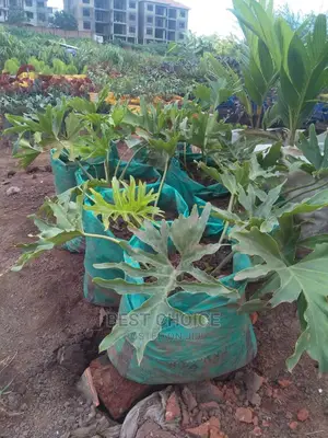 Compound Designing,Plants,Flowers,Grass,Pots Replacement.