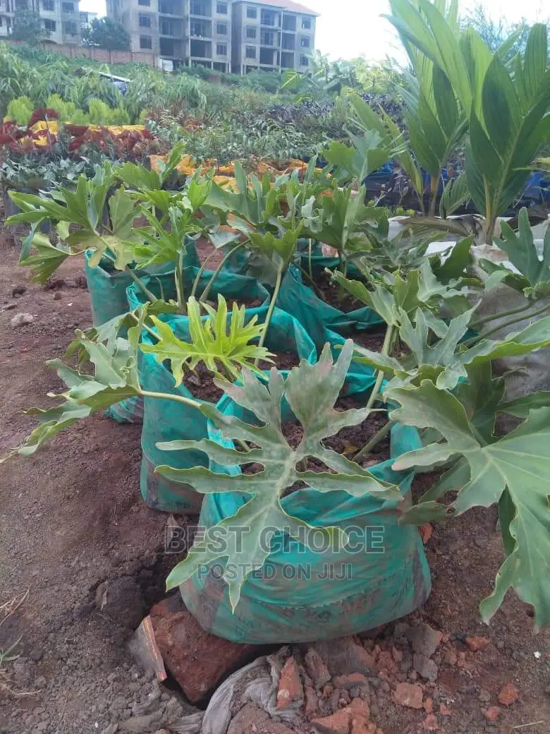 Compound Designing,Plants,Flowers,Grass,Pots Replacement.