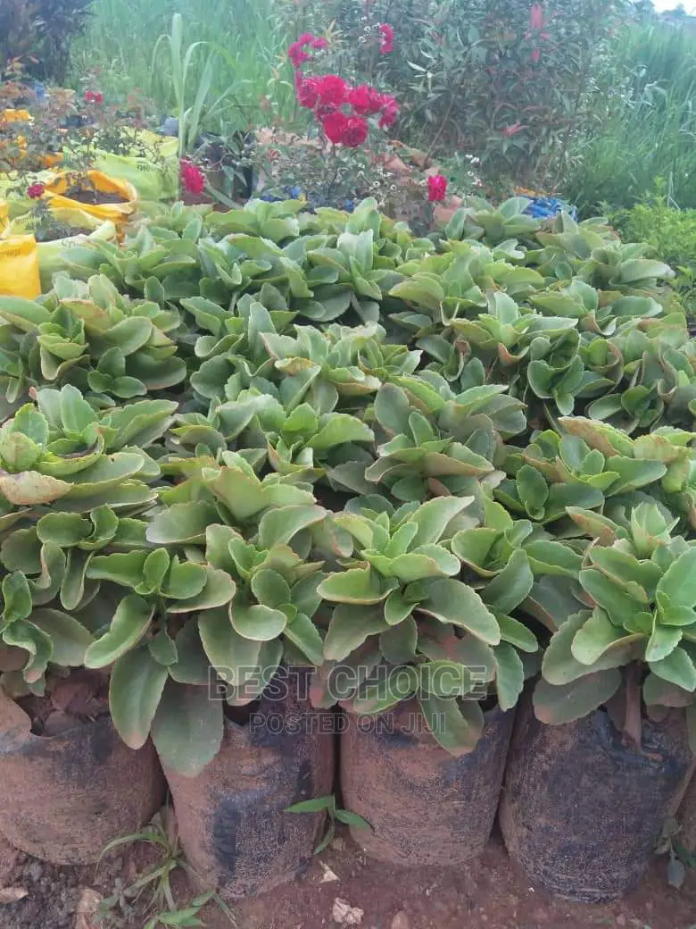 Compound Designing,Plants,Flowers,Grass,Pots Replacement.