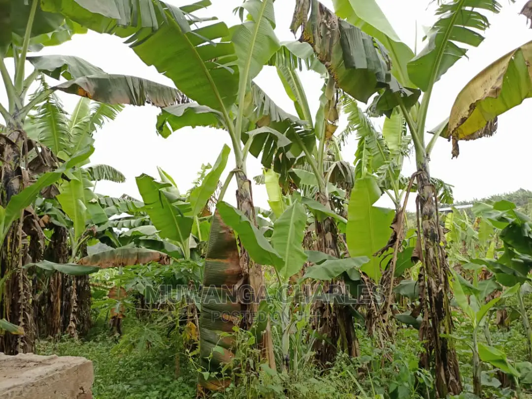 5acre's Is Available for Sale in Kiwenda