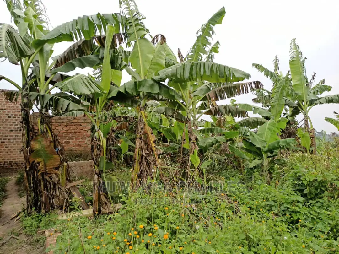 5acre's Is Available for Sale in Kiwenda