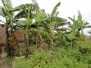 5acre's Is Available for Sale in Kiwenda