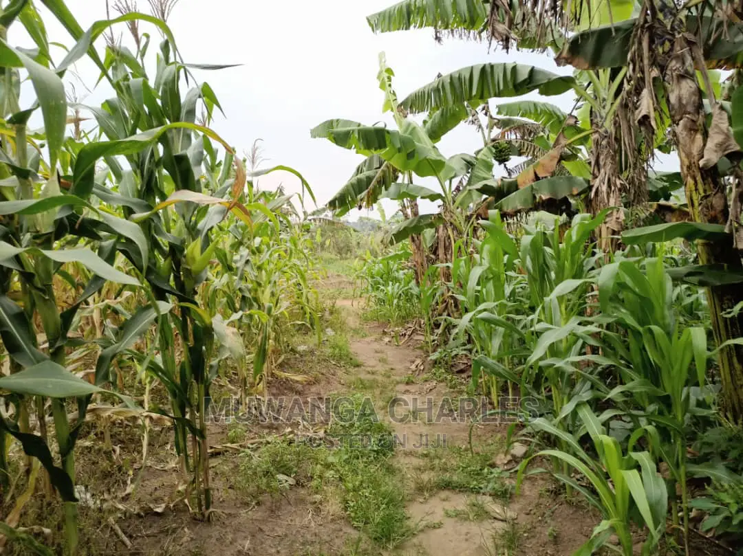 5acre's Is Available for Sale in Kiwenda