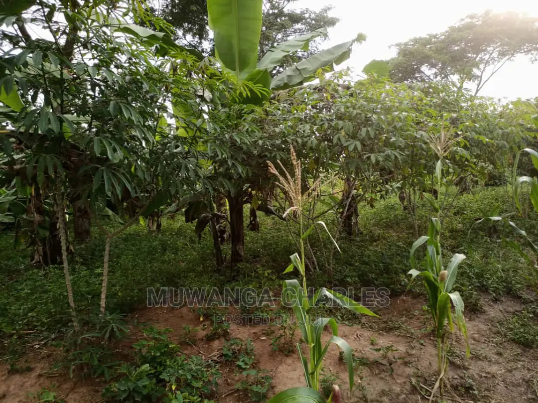 10acre's Is Available for Sale in Busika