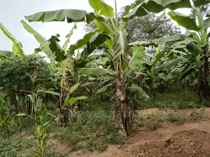 10acre's Is Available for Sale in Busika